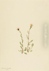 Pink Fleabane (Erigeron jucundus) by Mary Vaux Walcott