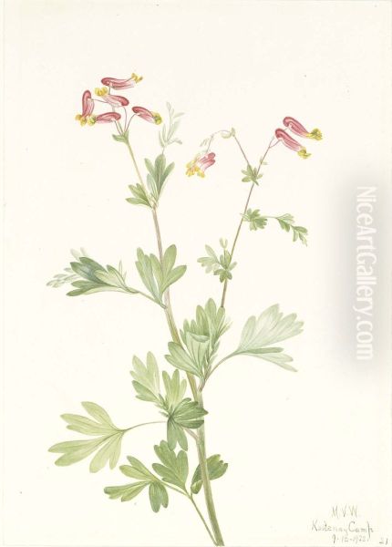Pink Fumeroot (Capnoides sempervirens) - view 1