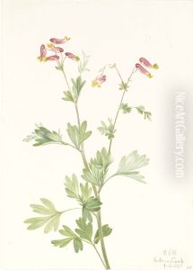 Pink Fumeroot (Capnoides sempervirens)