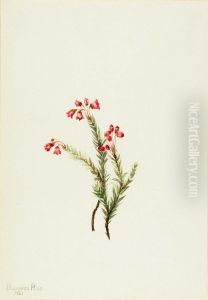 Pink Heather (Phyllodoce empetriformis)