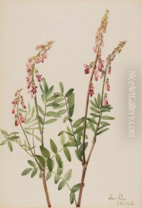 Pink Hedysarum (Hedysarum americanum)
