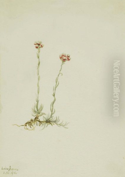 Pink Pussytoes (Antennaria rosea) - view 1