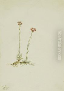 Pink Pussytoes (Antennaria rosea)
