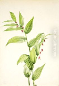 Pink Twisted Stalk (Streptopus curvipes) by Mary Vaux Walcott