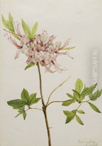 Pinxter Bloom (Azalea nudiflora)
