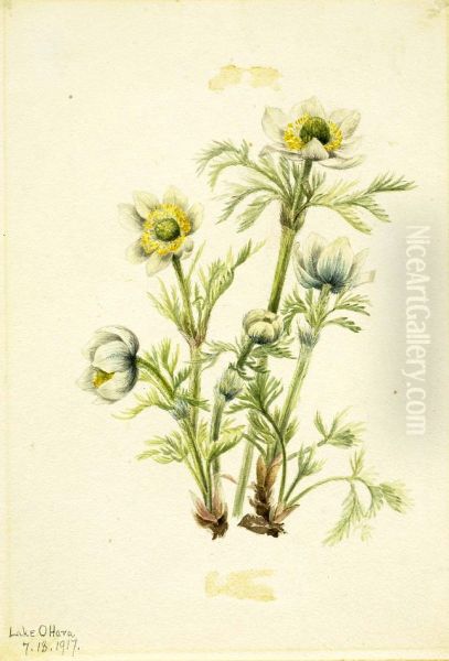 Plume Anemone (Pulsatilla occidentalis) - view 1