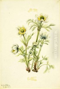 Plume Anemone (Pulsatilla occidentalis)