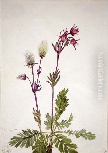 Prairie-Smoke (Sieversia ciliata) - view 1