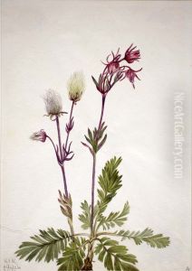 Prairie-Smoke (Sieversia ciliata)