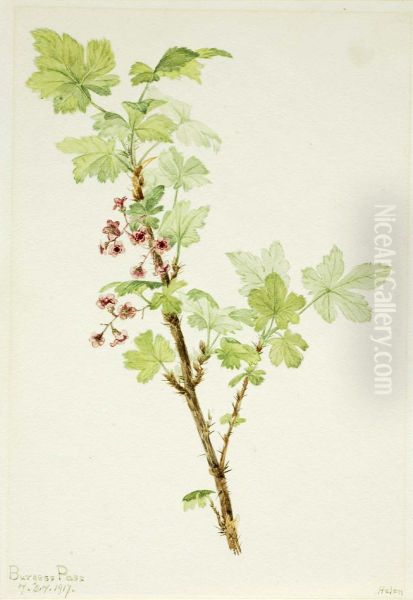 Prickly Currant (Ribes lacustre) - view 1