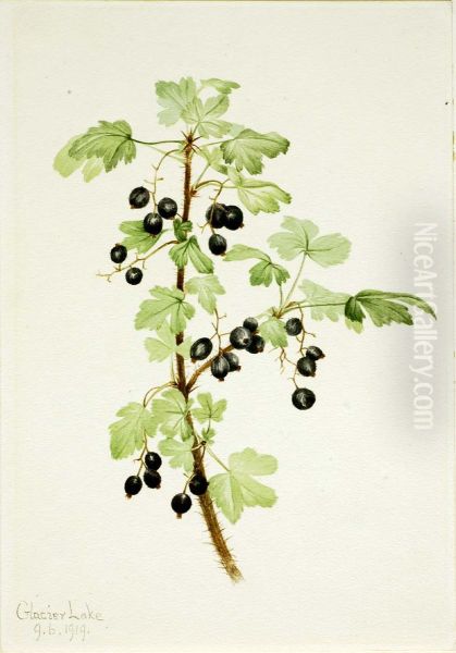 Prickly Currant (Ribes lacustre) - view 1