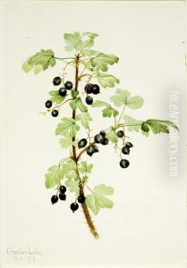 Prickly Currant (Ribes lacustre) by Mary Vaux Walcott