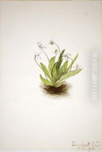 Primrose Violet (Viola primulifolia) by Mary Vaux Walcott