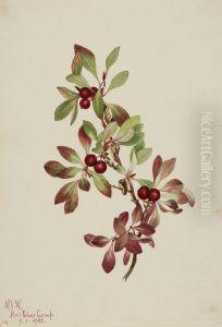 Ptarmiganberry (Arctous alpina) Ptarmiganberry (Arctous alpina)