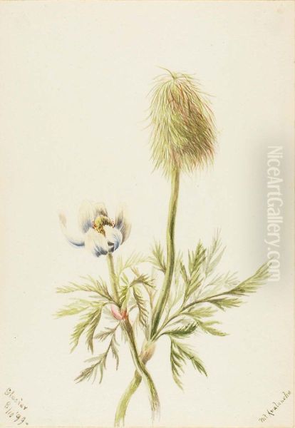 Pulsatilla occidentalis - view 1
