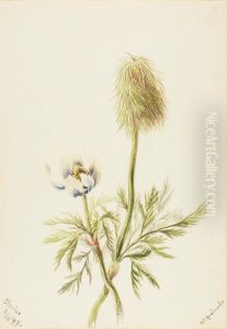 Pulsatilla occidentalis