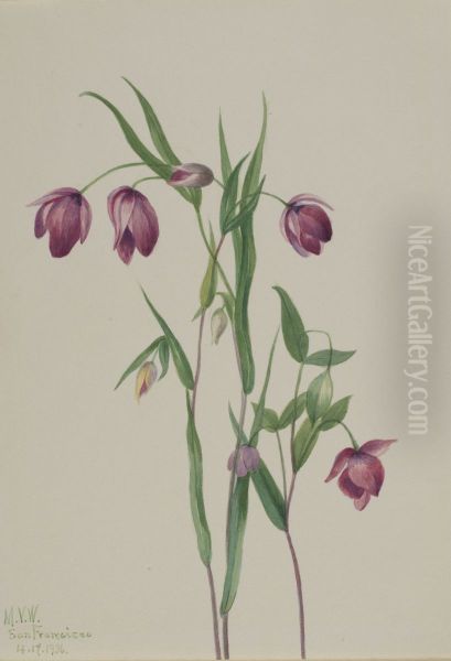 Purple Fairy Lantern (Calochortus anoenum) - view 1