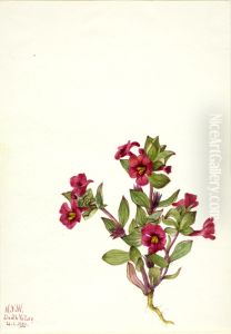 Purple Monkey-Flower (Mimulus bigelovii)