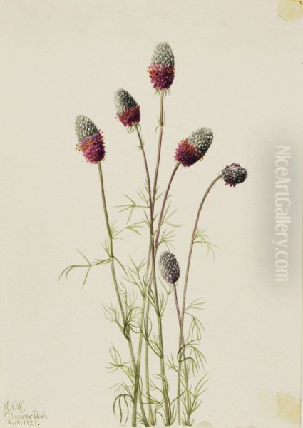 Purple Prairieclover (Petalostemon purpureum) - view 1