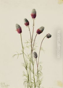 Purple Prairieclover (Petalostemon purpureum)