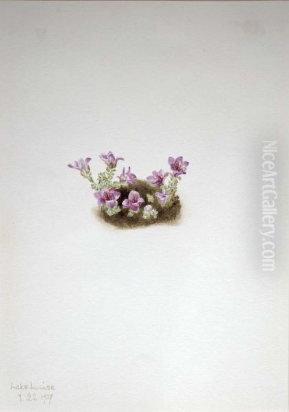 Purple Saxifrage (Saxifrage oppositifolia) - view 1