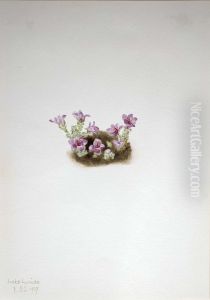 Purple Saxifrage (Saxifrage oppositifolia) by Mary Vaux Walcott