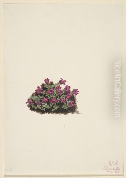 Purple Saxifrage (Saxifraga oppositifolia) - view 1