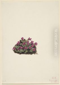 Purple Saxifrage (Saxifraga oppositifolia) Purple Saxifrage (Saxifraga oppositifolia)