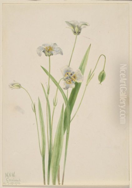 Pussy-ears (Calochortus elegans) - view 1