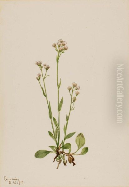 Pussy-Toes (Antennaria racemosa) - view 1