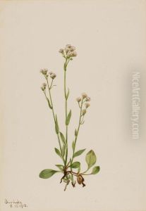 Pussy-Toes (Antennaria racemosa)