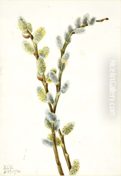 Pussy Willow (Salix discolor) - view 1