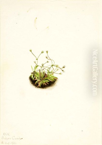 Pygmy Androsace (Androsace subumbellata) - view 1