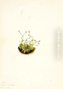 Pygmy Androsace (Androsace subumbellata)