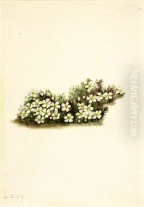 Pyxie (Pyxidanthera barbulata)