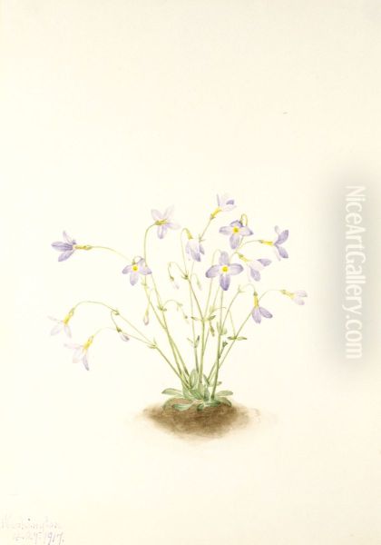 Quakerladies (Houstonia caerulea) - view 1