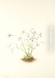 Quakerladies (Houstonia caerulea)