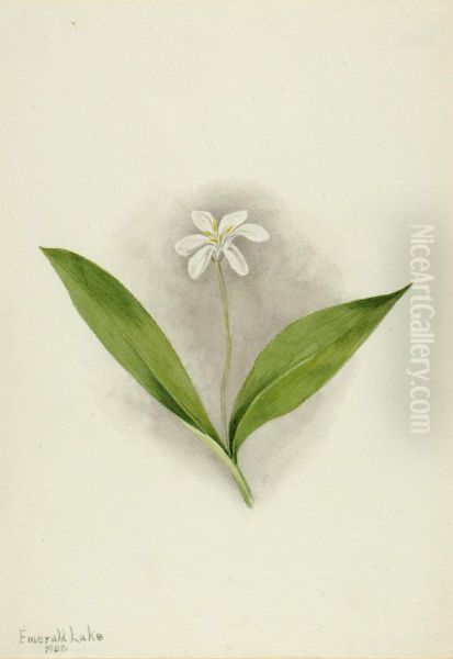 Queencup (Clintonia uniflora) - view 1