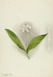Queencup (Clintonia uniflora)