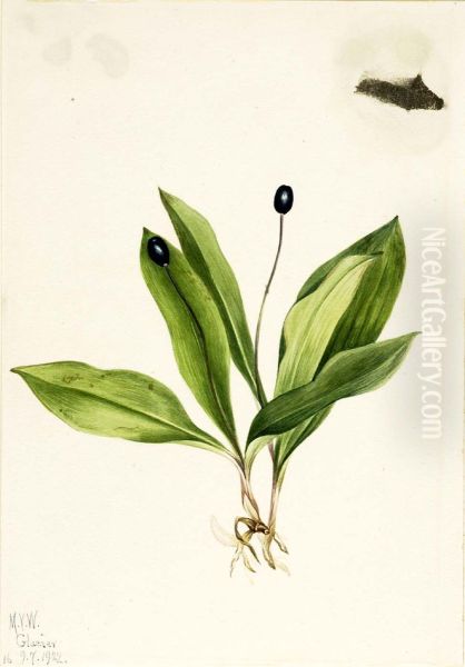Queencup (Clintonia uniflora) - view 1