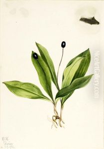 Queencup (Clintonia uniflora)