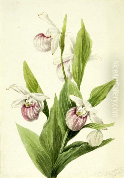 Queen's Slipper (Cypripedium reginae) - view 1