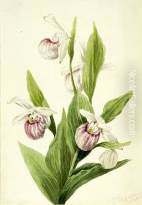 Queen's Slipper (Cypripedium reginae)