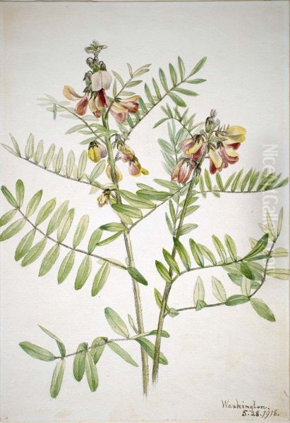 Rabbitbean (Cracca virginiana) - view 1