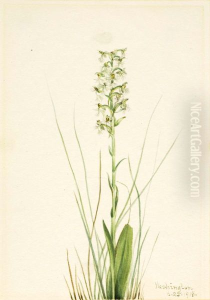 Ragged Fringe-orchid (Habenaria lacera) - view 1