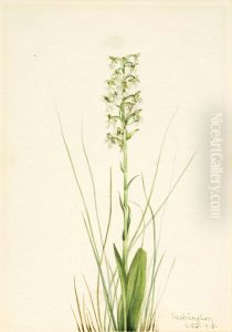 Ragged Fringe-orchid (Habenaria lacera)