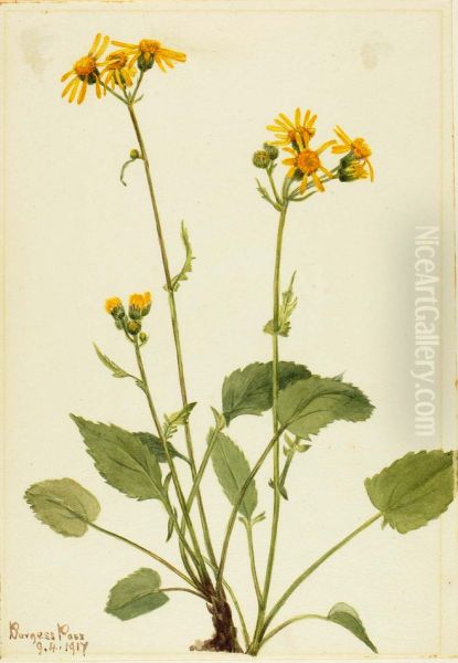 Ragwort (Senecio burkei) - view 1