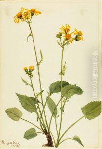 Ragwort (Senecio burkei) by Mary Vaux Walcott
