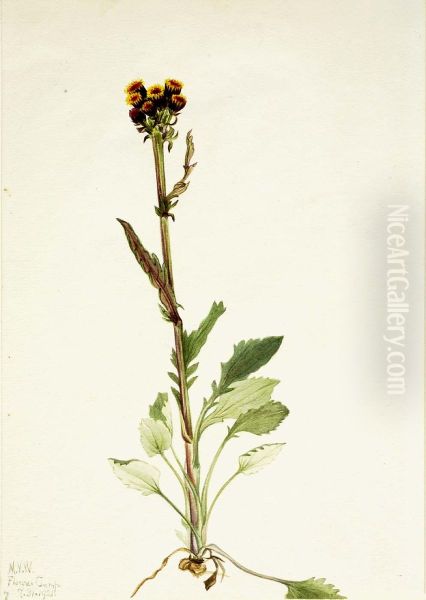 Rayless Groundsel (Senecio pauciflorus) - view 1