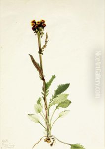 Rayless Groundsel (Senecio pauciflorus)
